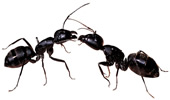 Black Ant!